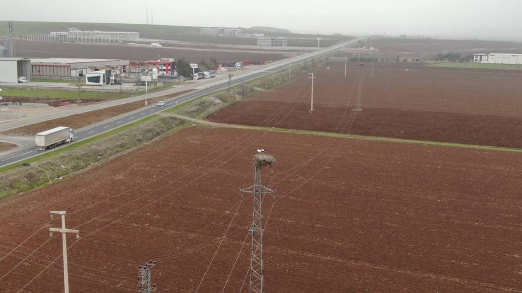 O kentte yüksek gerilim hattı direklerinde şoke eden görüntüler! 5 bin kilometre yoldan geldiler 1